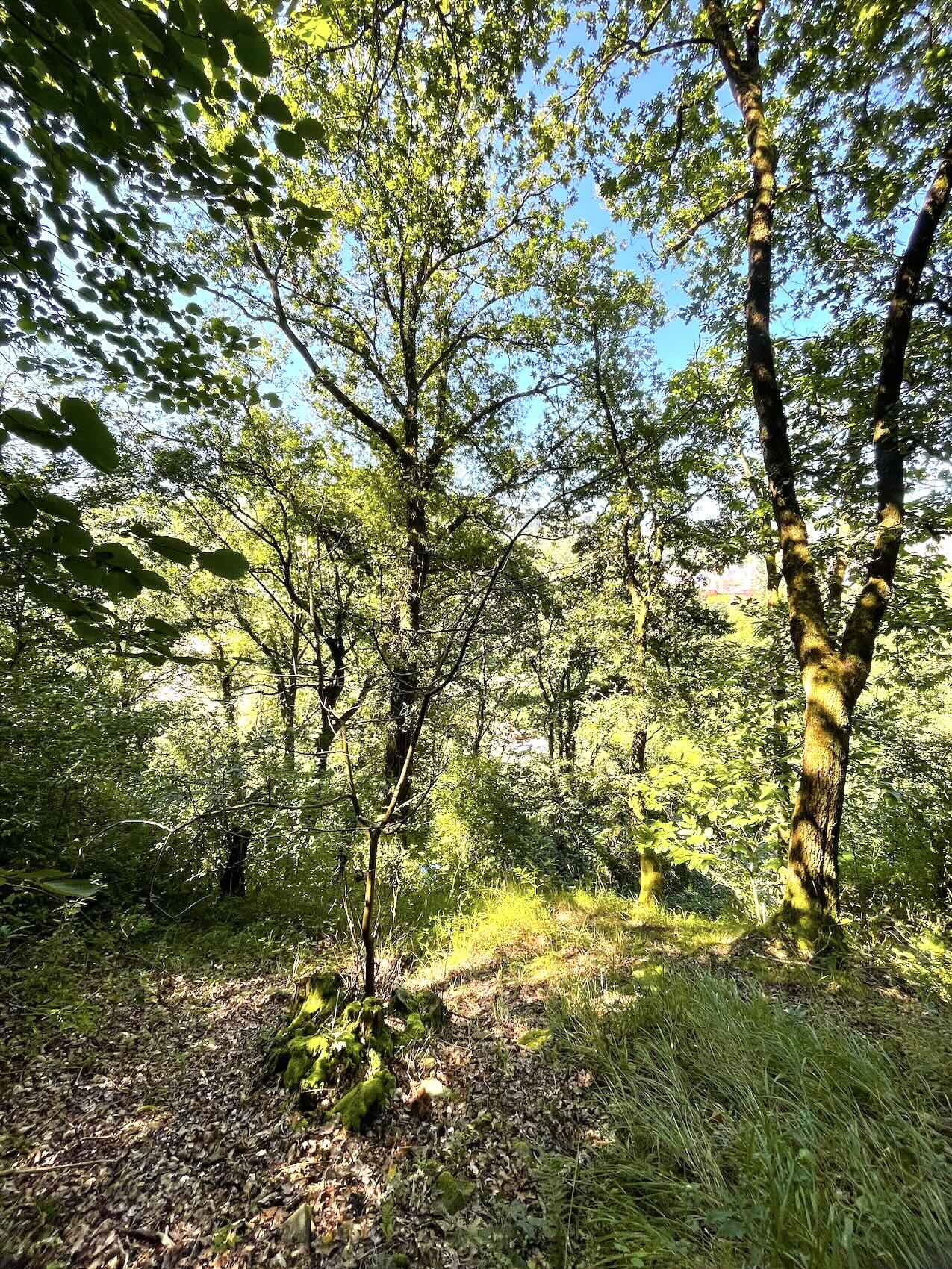 La parcela de PLANTAR FUTURO en el Parque Natural de Redes en Asturias