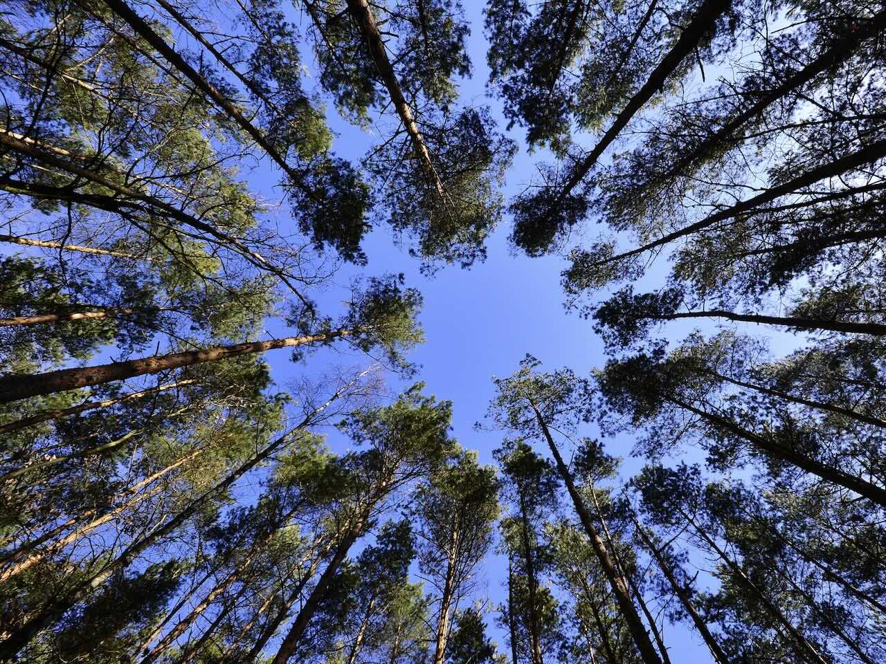 Salvar el planeta - plantar futuro