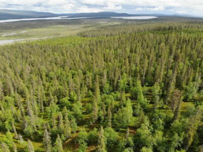 Donar dinero para plantar futuro y salvar los bosques nórdicos de Suecia