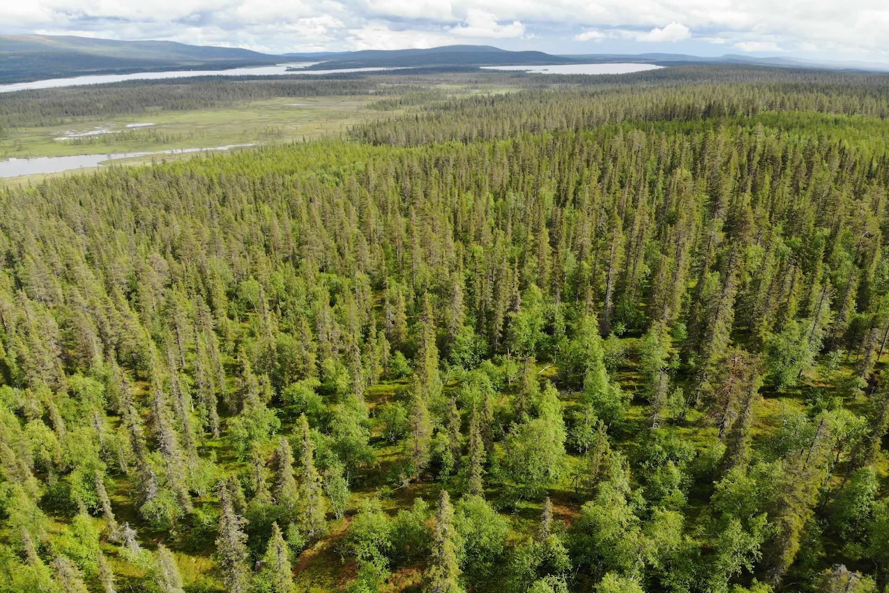 Donar dinero para plantar futuro y salvar los bosques nórdicos de Suecia