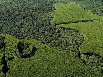 Nuestro objetivo en plantarfuturo.com es comprar y conservar cada vez más superficies de bosque de eucalipto en Brasil con cada donación que recibamos.