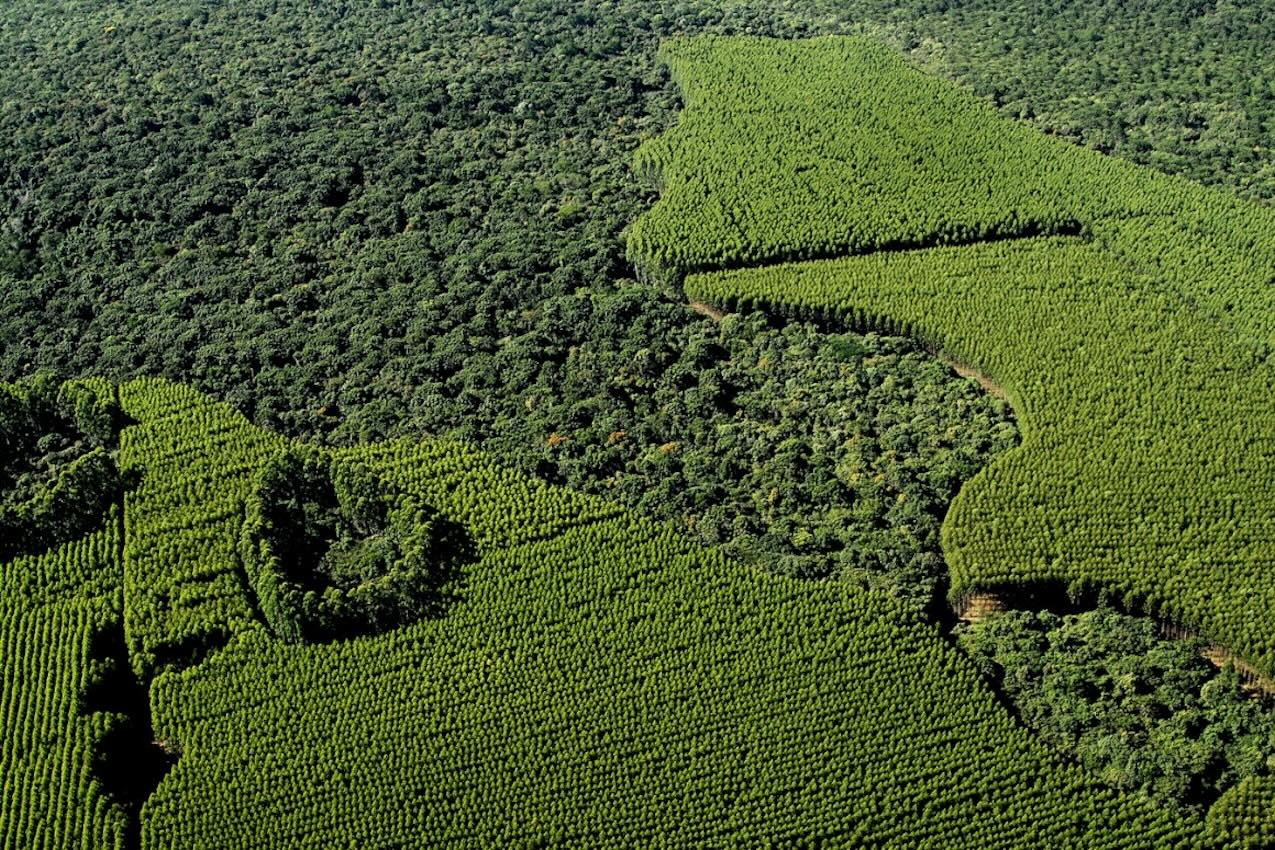 Nuestro objetivo en plantarfuturo.com es comprar y conservar cada vez más superficies de bosque de eucalipto en Brasil con cada donación que recibamos.