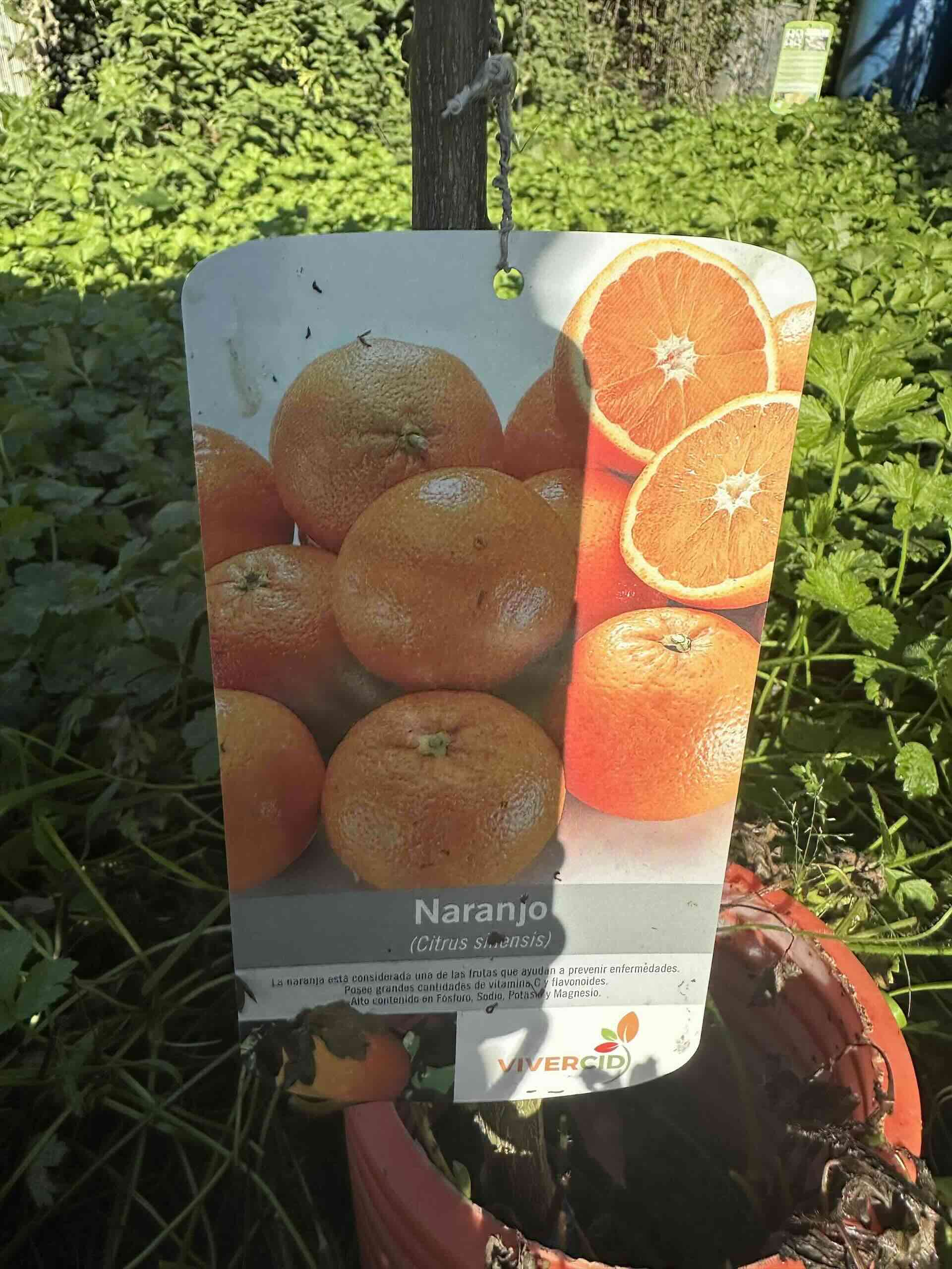 Apadrinar un naranjo en España con Plantar Futuro .com